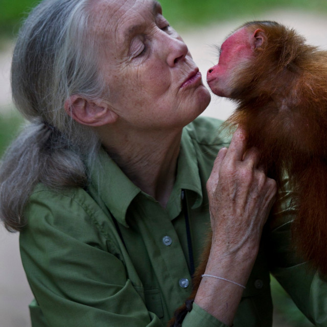 Jane Goodall