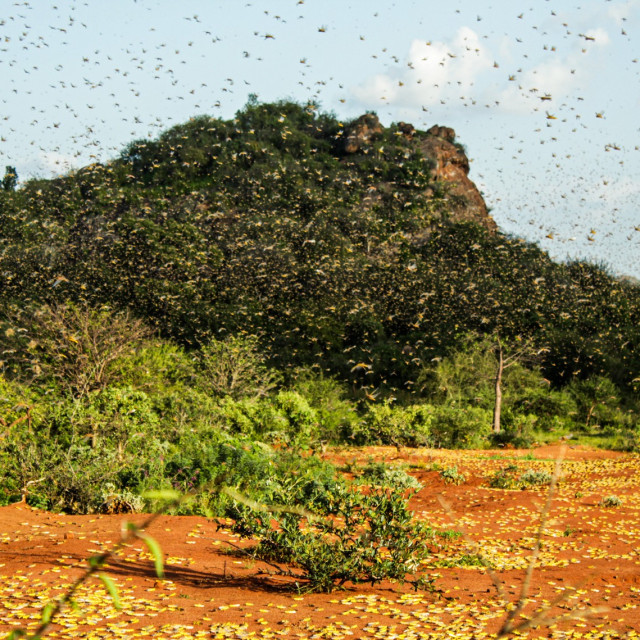 Rojevi skakavaca u Africi