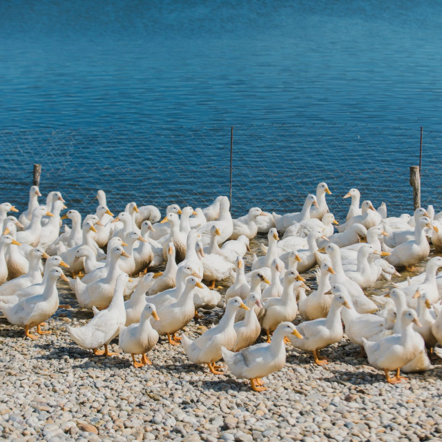 patke_orehovac10-230320