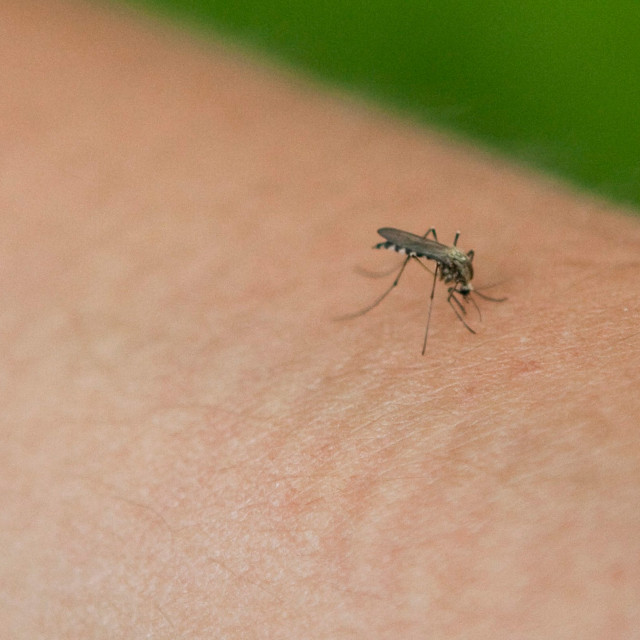 komarci_ilustracija1-070513