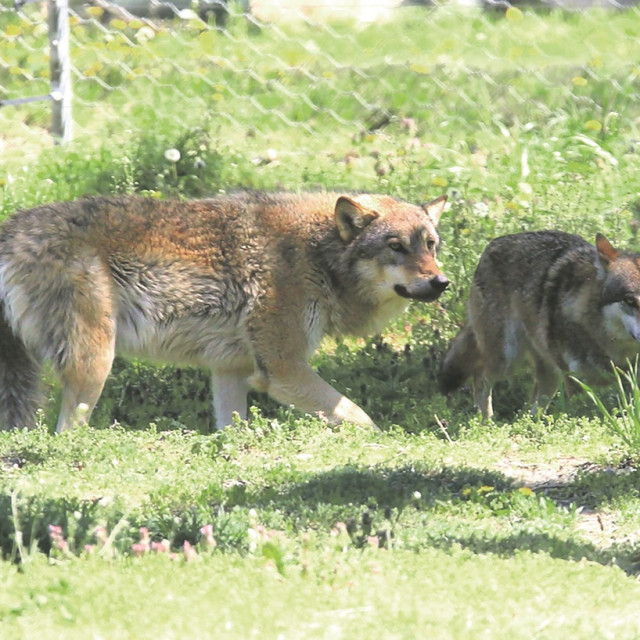 Bellatrix i Voldemort