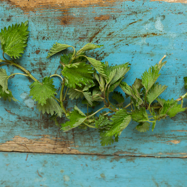 samoniklo_jela6-180316_3