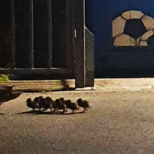 94827092_10158513222029916_4409398126847197184_n