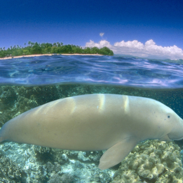Dugong