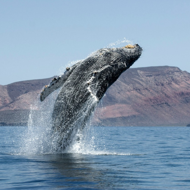 profimedia-0129091908