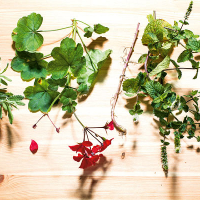 coh-presadnice1-190919-MM_IC-1