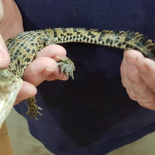 Spašeno mladunče krokodila