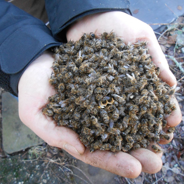 Arhivska fotografija