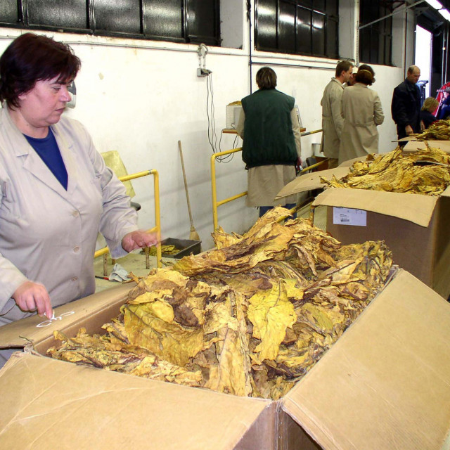Agronomi Hrvatskih duhana pregledavaju otkupljeni duhan