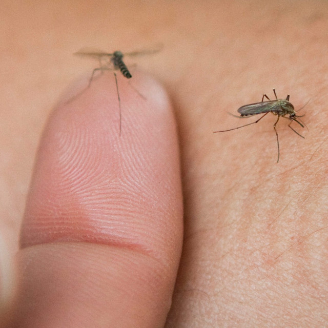 komarci_ilustracija2-070513