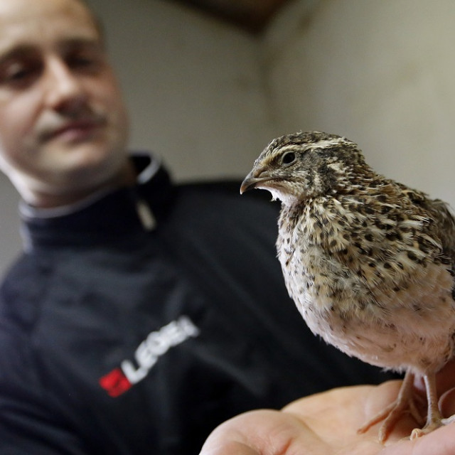 ecsImgvelika-gorica-21-03-2015-uzgoj-prepelica-i-prepelicjih-jaja-na-imanju-opg-perecinec-7-8330697734848788521