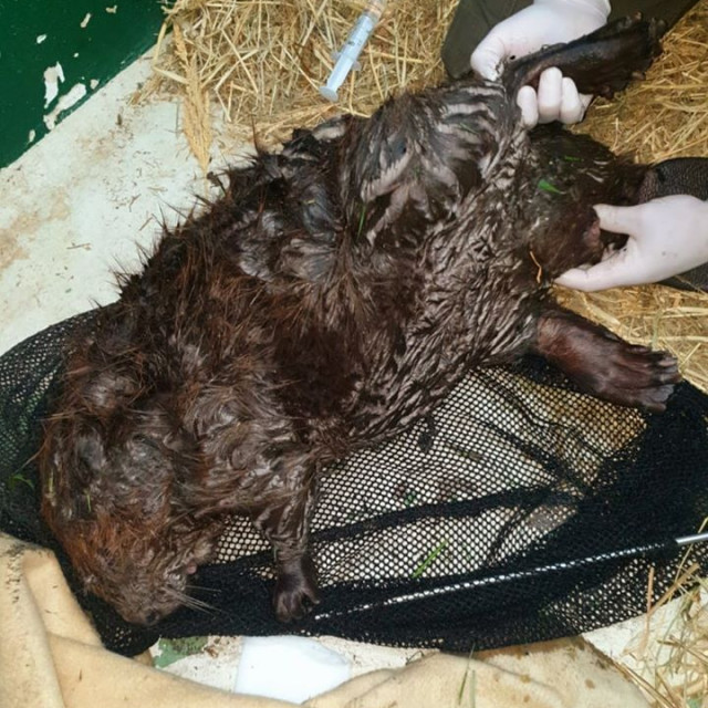 96145819_10158572946279916_8895958321874337792_o