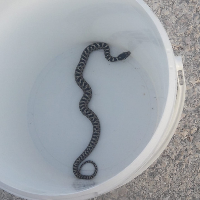 96253329_1157944471205897_7364556301914865664_o