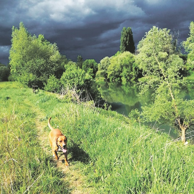 Tako se i Mata, kvartovski mješanac, i ja svaki dan veselimo platanama u Marmontovoj aleji i špartanju pokraj Kupe 