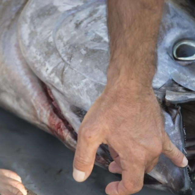 tuna