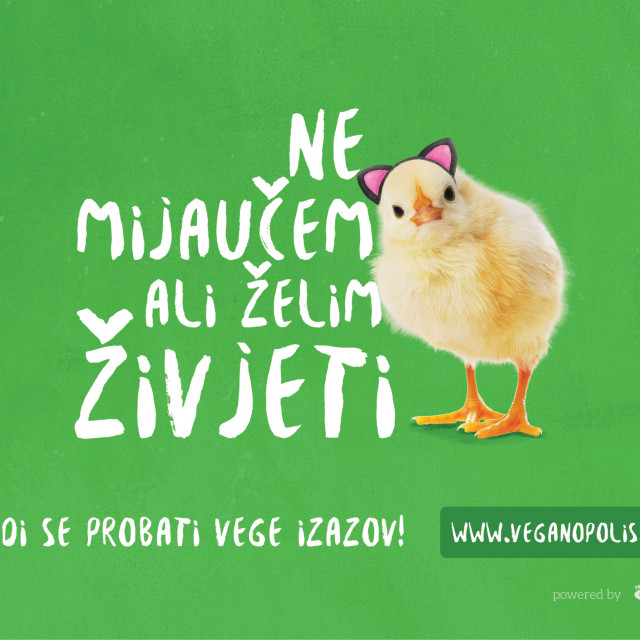 Vege izazov - ne mijaučem - 4x3