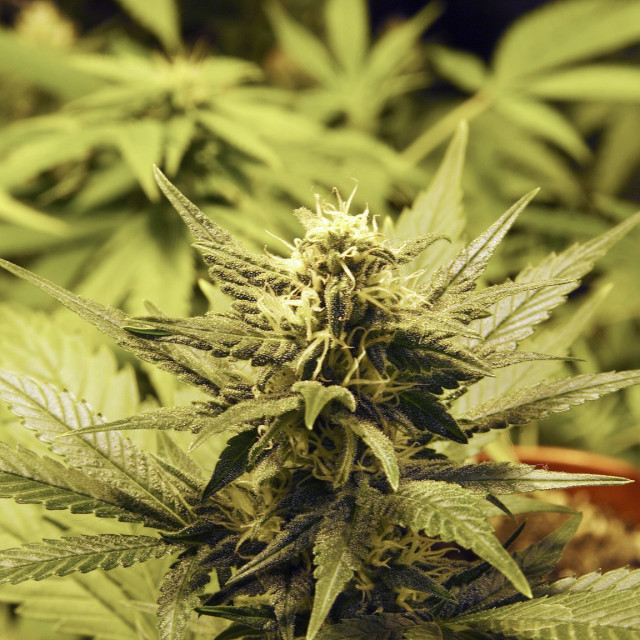 profimedia-0101591842_1