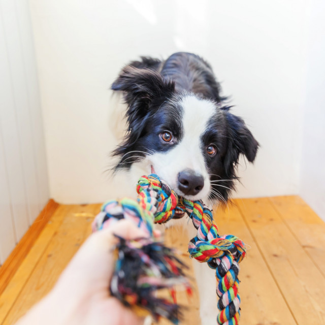 Border Collie je jako spretan i inteligentan