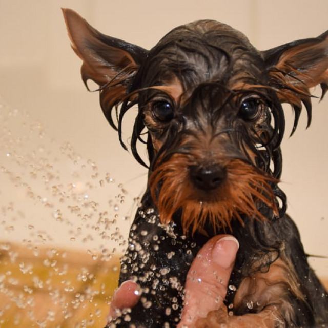 Hund_in_Dusche web