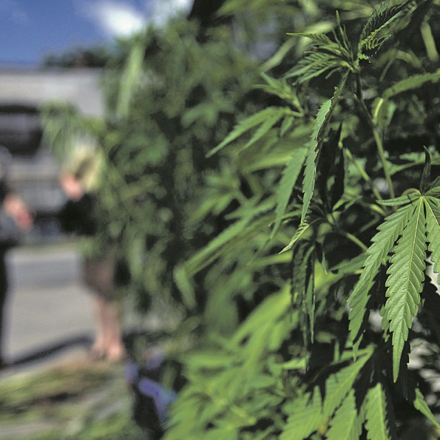 318069-408489-marihuana1-070710_1