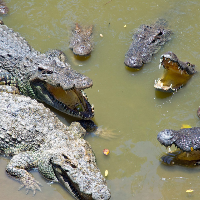 profimedia-0145594748