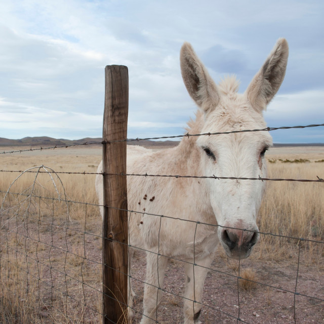 profimedia-0304384796