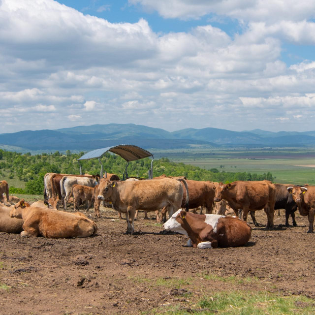 Farma Aubrac krava u vlasnistvu Mladena Kušekovića.