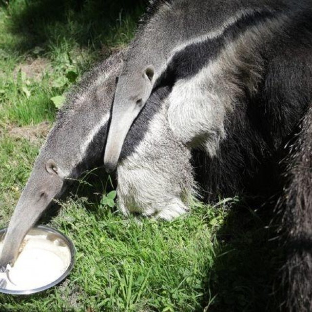 Mravojed u zoološkom