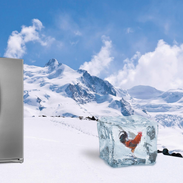 Rooster in ice