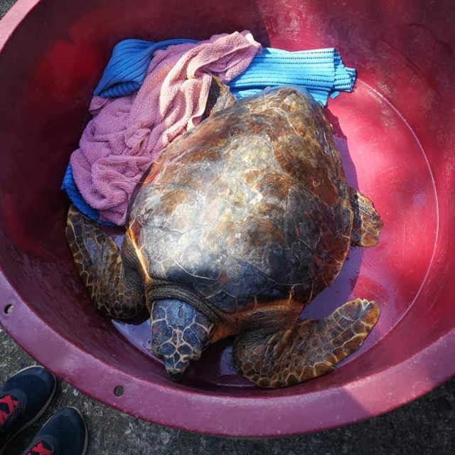 Glavata želva Marvin