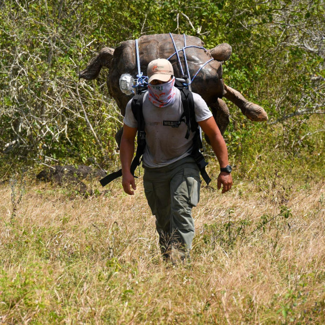Rendžer Nacionalnog parka Galapagos prenosi Diega