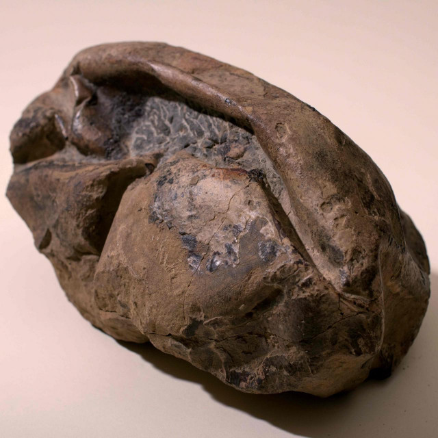 Jaje se nalazi u Nacionalnom muzeju povijesti prirode u Čileu