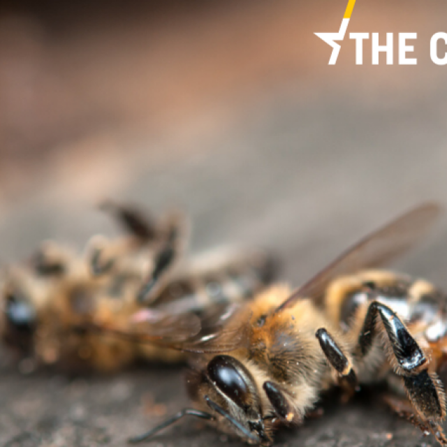 Croatian beekeepers were shocked and devastated by the tragedy. [Shutterstock/Perutskyi Petro]