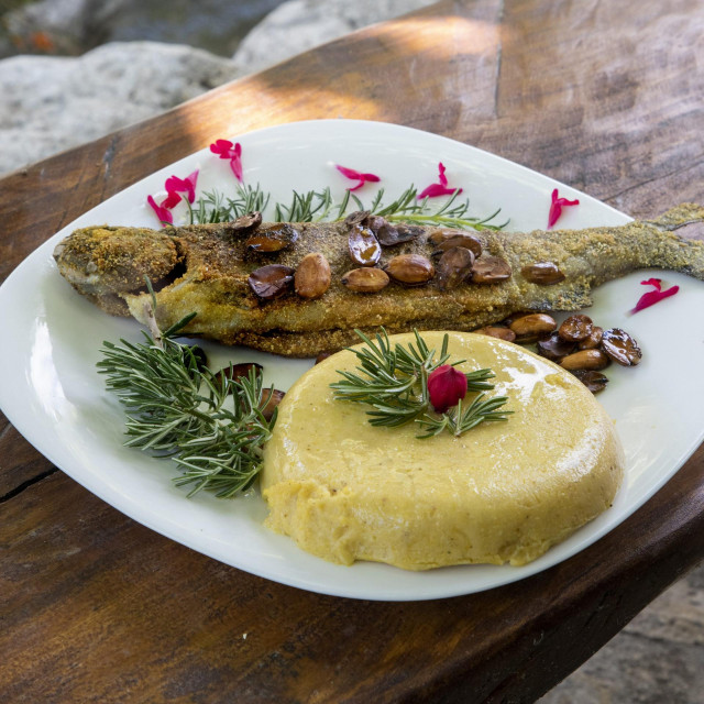 Pastrva i pura