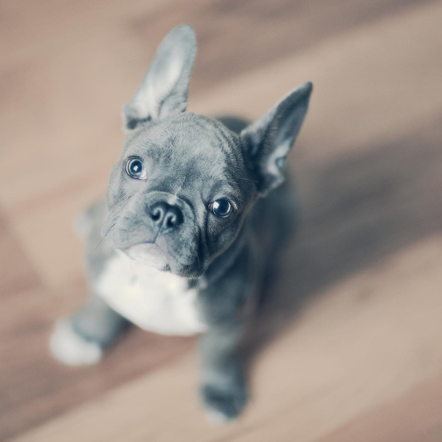 Francuski buldog, ilustracija