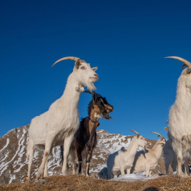 koze u himalajskoj regiji Ladakh
