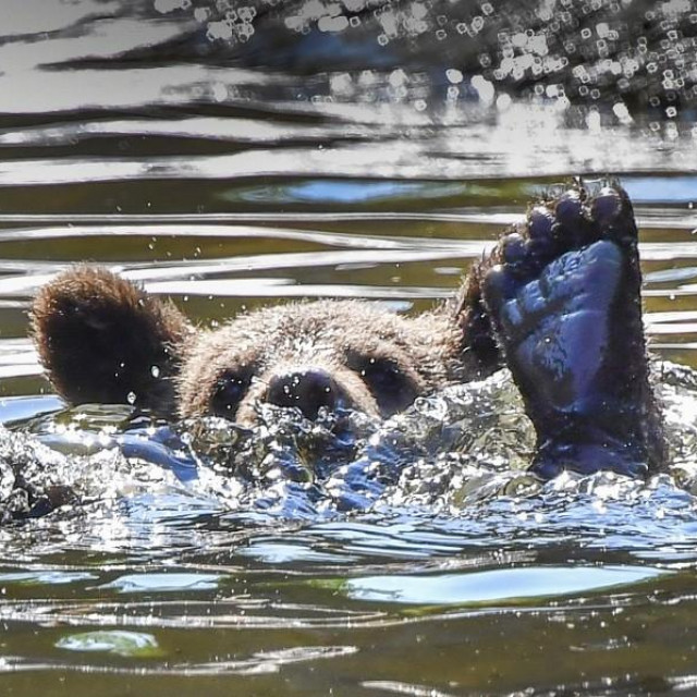 Mali medvjed pliva, ilustracija