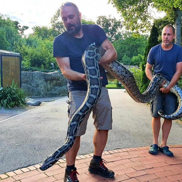 Burmanski piton kojeg je spasila terenska ekipa Azila Dumovec