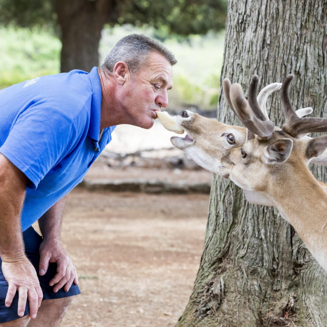 Vlado Beljkaš hrani jelene