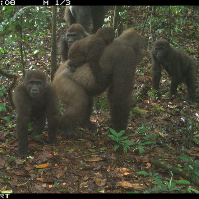 gorile snimljene u Nigeriji