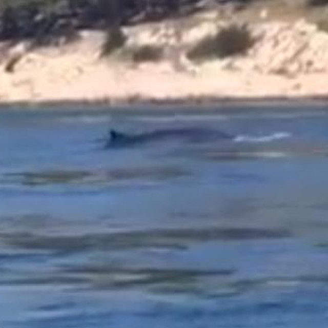 Kit snimljen u žirjanskoj uvali