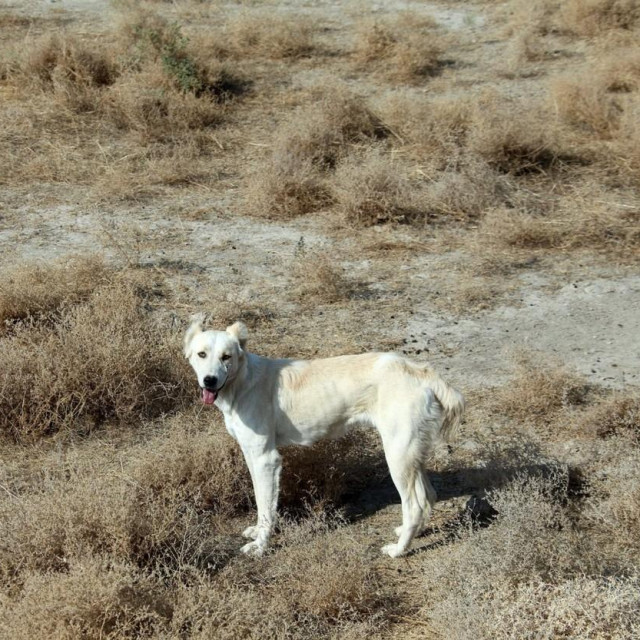 Srednjoazijski ovčar / Ilustracija