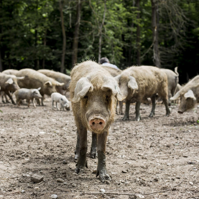 Turopoljske svinje, uzgoj i prerada.