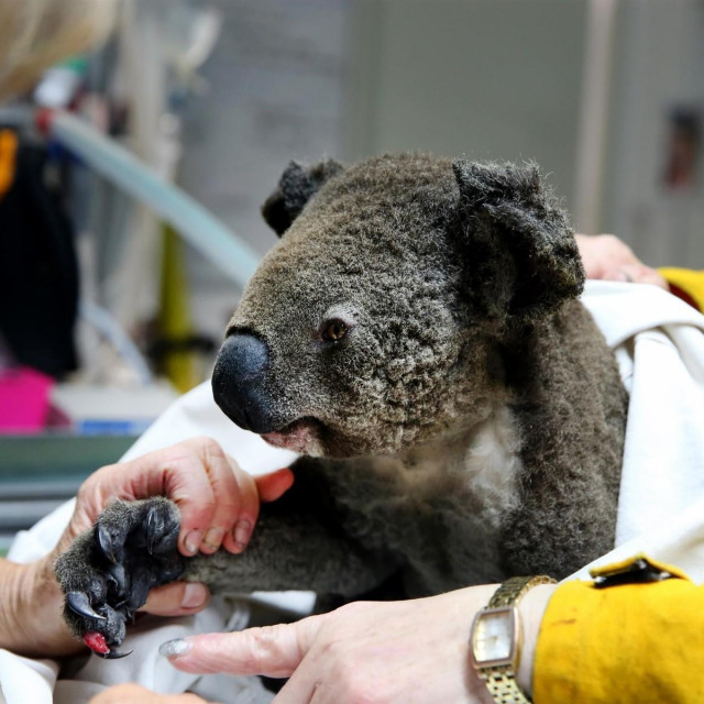 koala koja je stradala u požarima u Australiji
