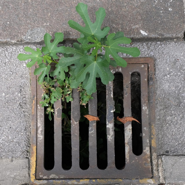 Slivnik u Maksimirskoj ulici