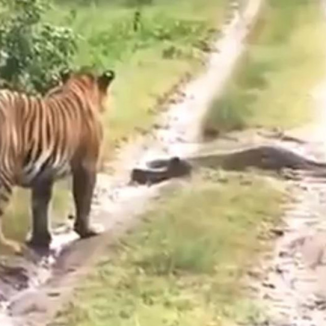 Tigar i piton