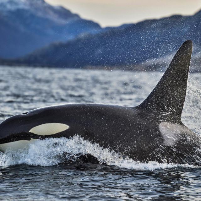 Kit ubojica ili orka, ilustracija