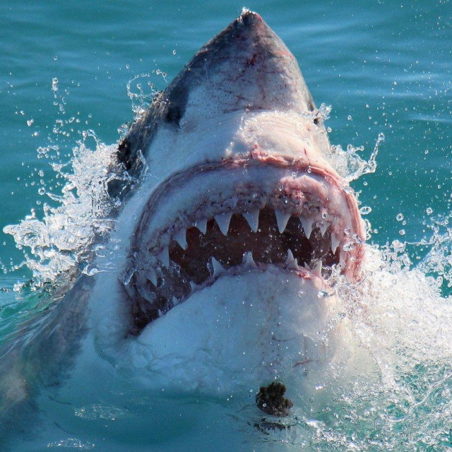 Velika bijela psina, ilustracija