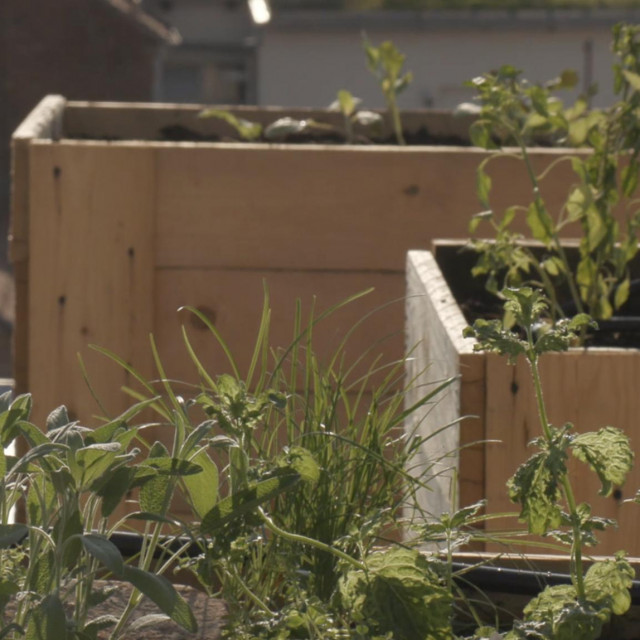 Saša Kavić/Akemi studio