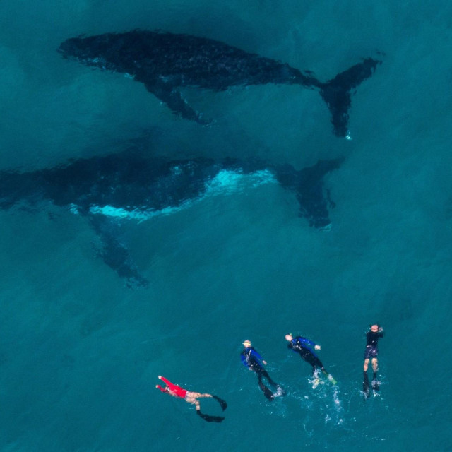 Ronilački izlet kod grebena Ningaloo (ilustracija)